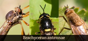 Antennae-Brachycera