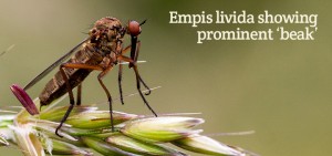 Empis-livida-beak