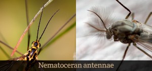 Nematoceran-antennae